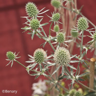 Eryngium planum White Glitter