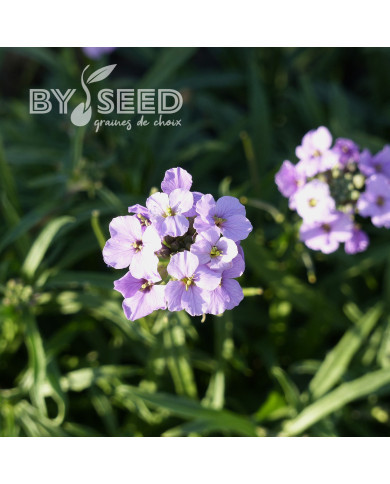 Erysimum linifolium Little Kiss lilac