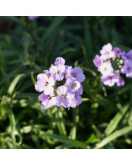 Eucalyptus cinerea Silver Dollar