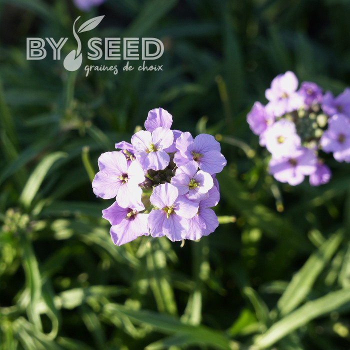 Erysimum linifolium Little Kiss lilac