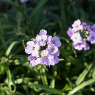Erysimum linifolium Little Kiss lilac