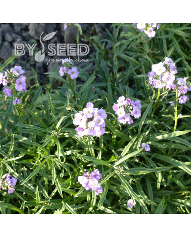 Erysimum linifolium Little Kiss lilac