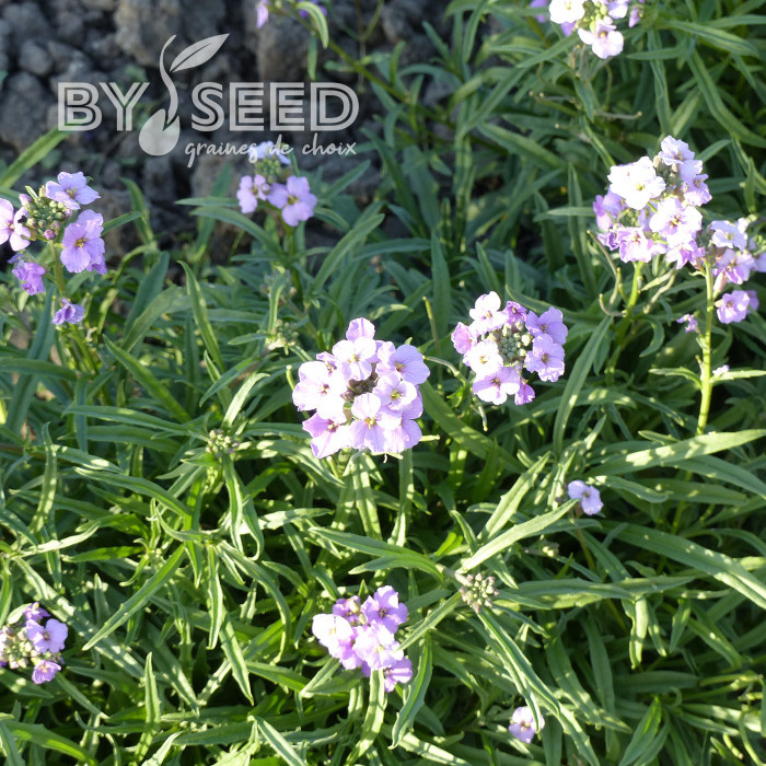 Erysimum linifolium Little Kiss lilac