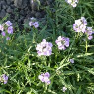 Erysimum linifolium Little Kiss lilac