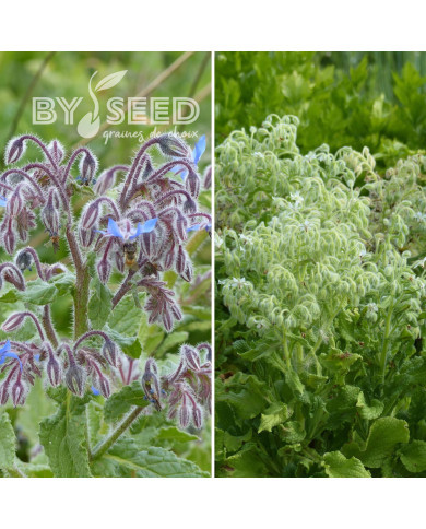 Bourrache officinale Mix bleue et blanche