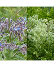 Brachycome Little Missy