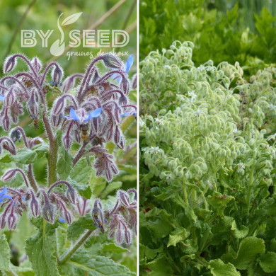 Bourrache officinale Mix bleue et blanche