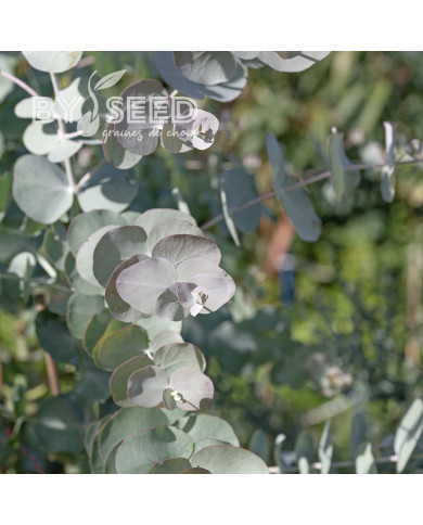Eucalyptus cinerea Silver Dollar