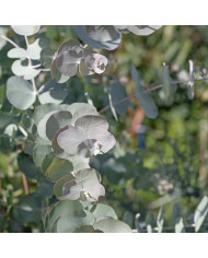 Eucalyptus latens Moon Lagoon