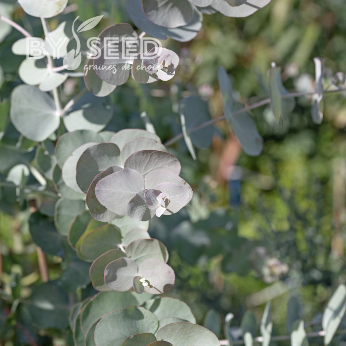 Eucalyptus cinerea Silver Dollar
