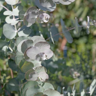 Eucalyptus cinerea Silver Dollar