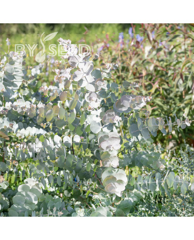 Eucalyptus cinerea Silver Dollar