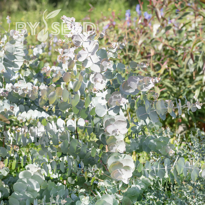 Eucalyptus cinerea Silver Dollar