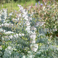 Eucalyptus cinerea Silver Dollar