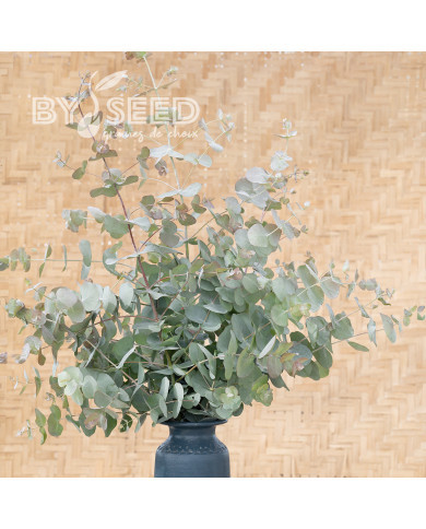 Eucalyptus cinerea Silver Dollar