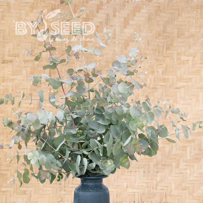 Eucalyptus cinerea Silver Dollar