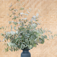 Eucalyptus cinerea Silver Dollar
