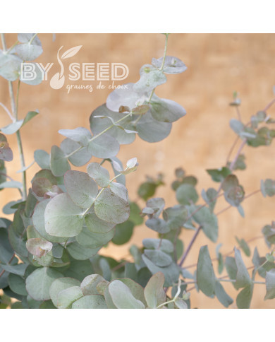 Eucalyptus cinerea Silver Dollar