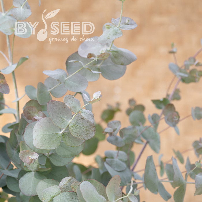 Eucalyptus cinerea Silver Dollar