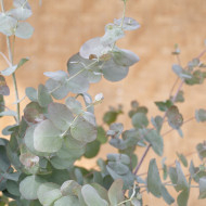 Eucalyptus cinerea Silver Dollar