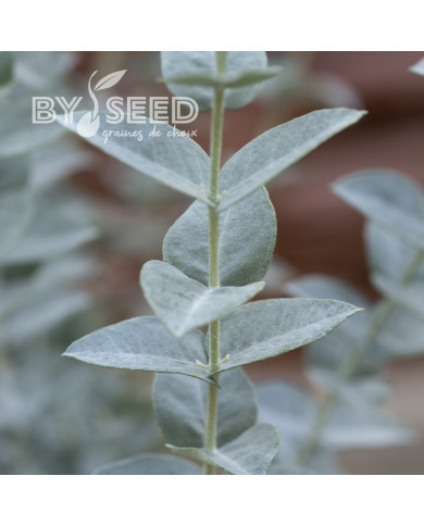 Eucalyptus latens Moon Lagoon