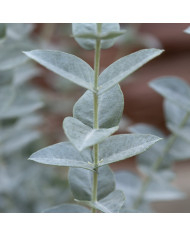 Eucalyptus cinerea Silver Dollar