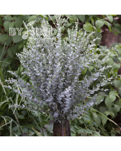 Eucalyptus latens Moon Lagoon