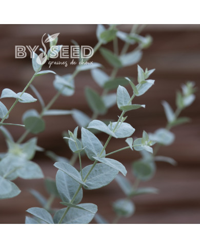 Eucalyptus latens Moon Lagoon