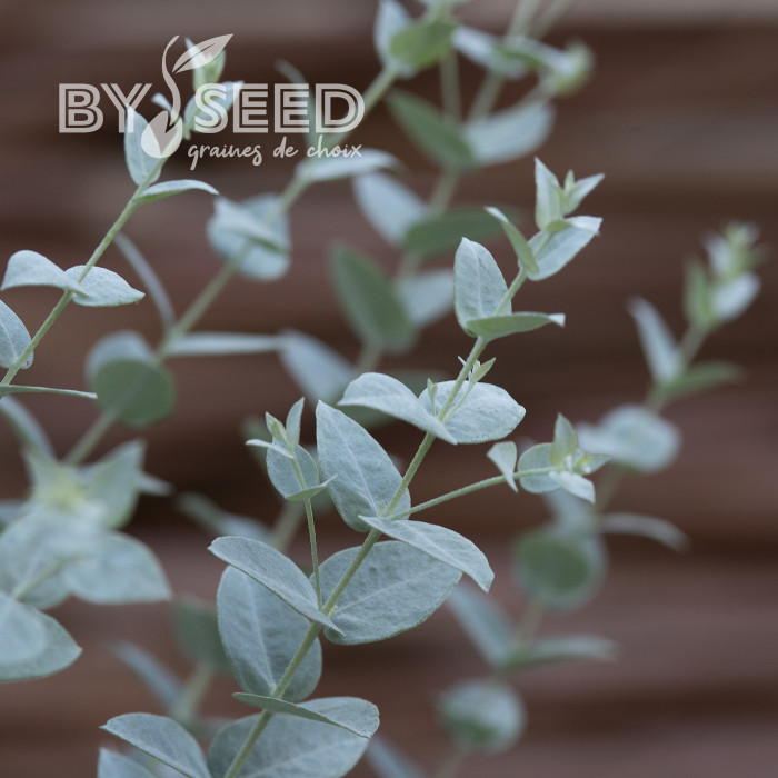 Eucalyptus latens Moon Lagoon
