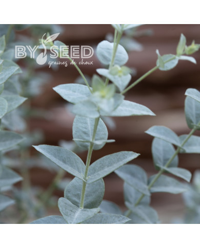 Eucalyptus latens Moon Lagoon