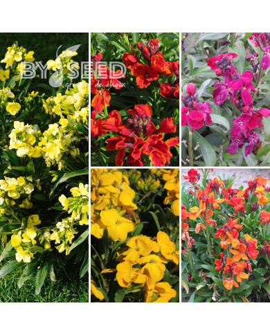 Giroflée ravenelle Bedder Mix