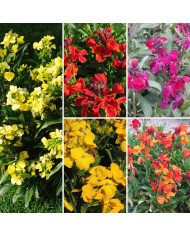 Giroflée ravenelle des jardins haute en mélange