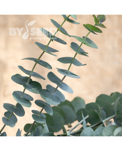 Eucalyptus pulverulenta Baby Blue Spiral