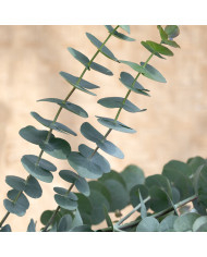Eucalyptus latens Moon Lagoon