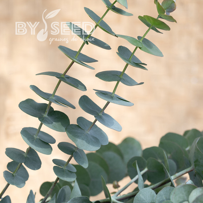 Eucalyptus pulverulenta Baby Blue Spiral