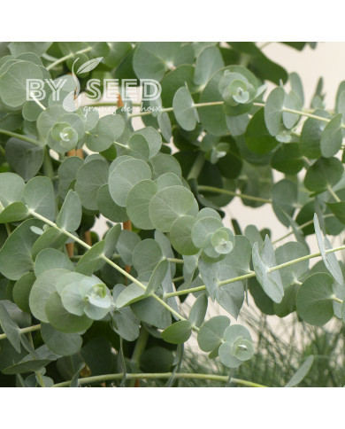 Eucalyptus pulverulenta Baby Blue Spiral