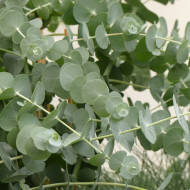 Eucalyptus pulverulenta Baby Blue Spiral