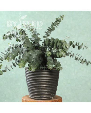 Eucalyptus pulverulenta Baby Blue Spiral