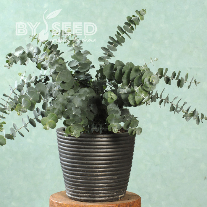 Eucalyptus pulverulenta Baby Blue Spiral
