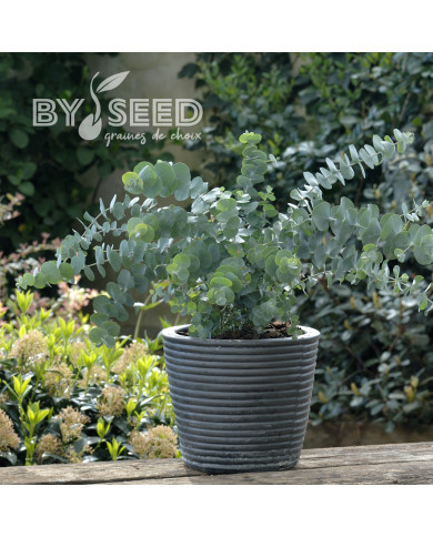 Eucalyptus pulverulenta Baby Blue Spiral