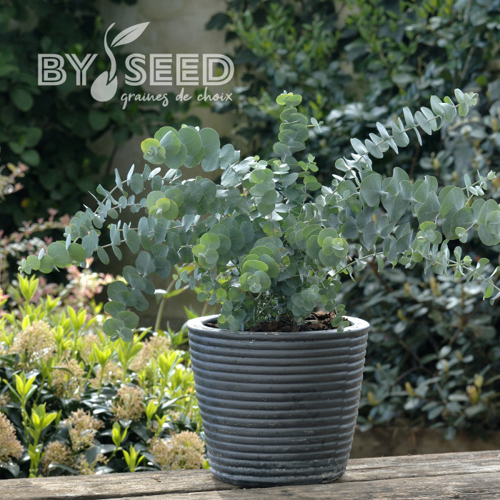 Eucalyptus pulverulenta Baby Blue Spiral