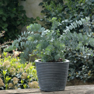 Eucalyptus pulverulenta Baby Blue Spiral