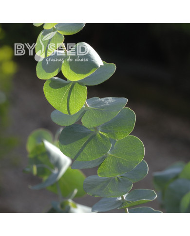 Eucalyptus pulverulenta Baby Blue Spiral