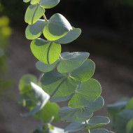 Eucalyptus pulverulenta Baby Blue Spiral