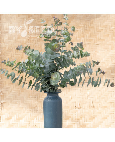 Eucalyptus pulverulenta Baby Blue Spiral