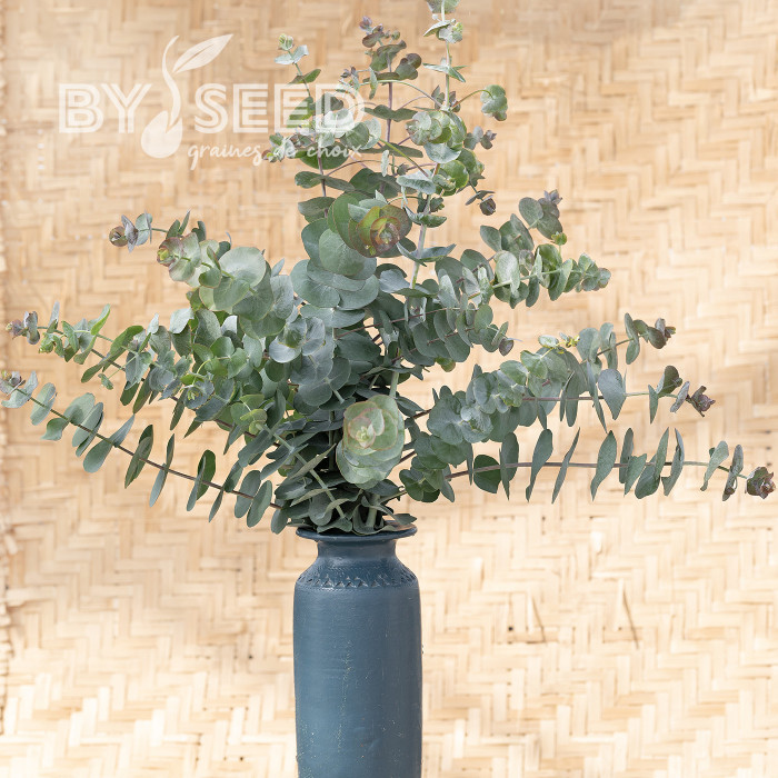 Eucalyptus pulverulenta Baby Blue Spiral