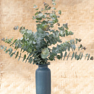 Eucalyptus pulverulenta Baby Blue Spiral
