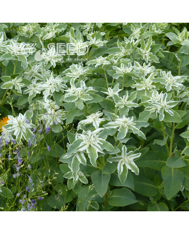 Euphorbe panachée (annuelle) Kilimanjaro