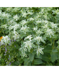 Euphorbe vivace de Corse - Euphorbia myrsinites