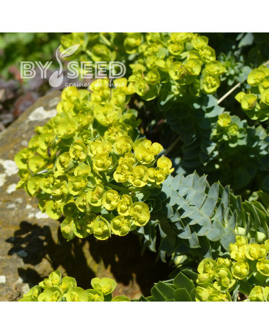 Euphorbe vivace de Corse - Euphorbia myrsinites